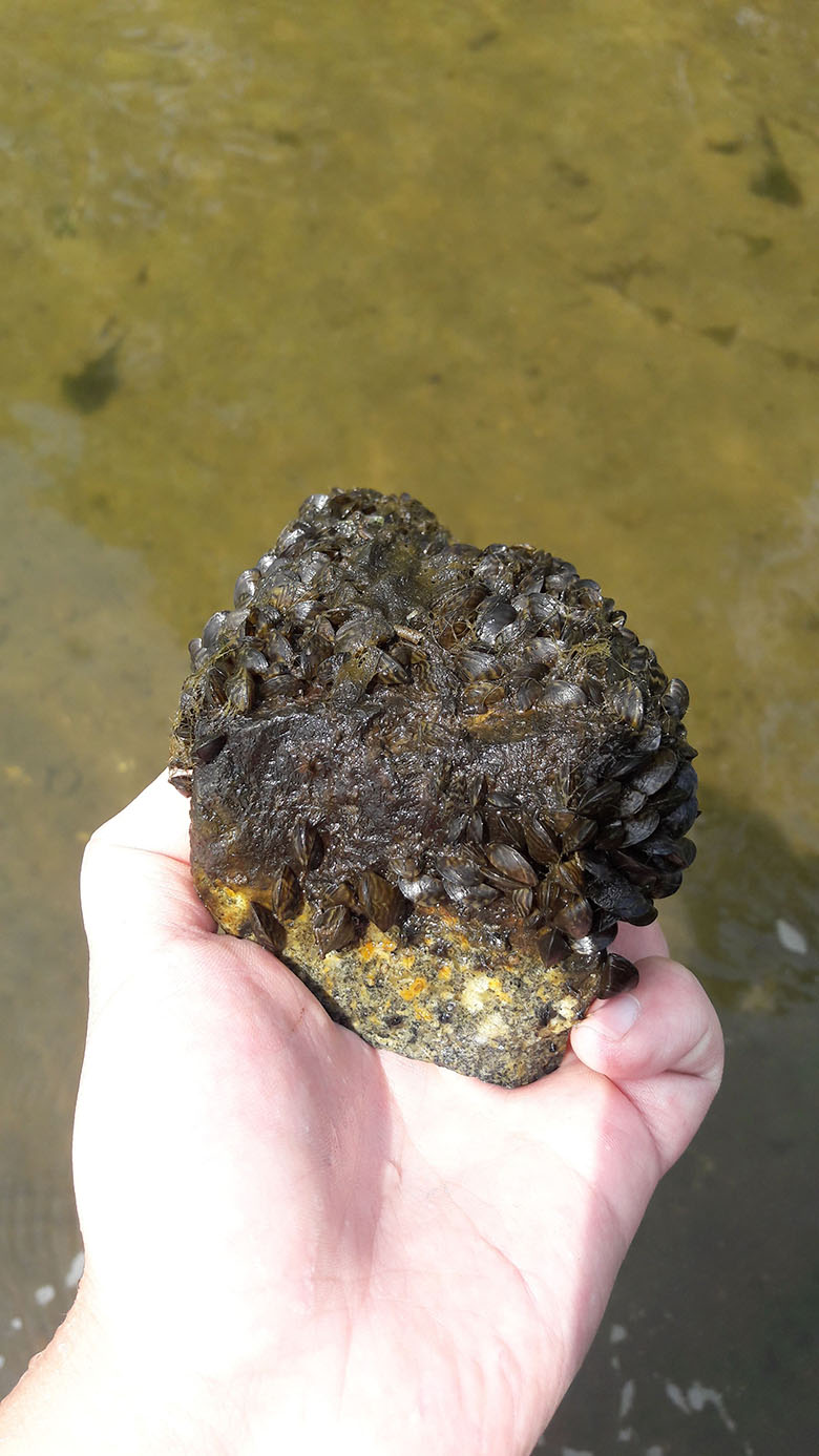 Dreikantmuscheln, Hauptnahrungsmittel unserer Rüssler in diesem See